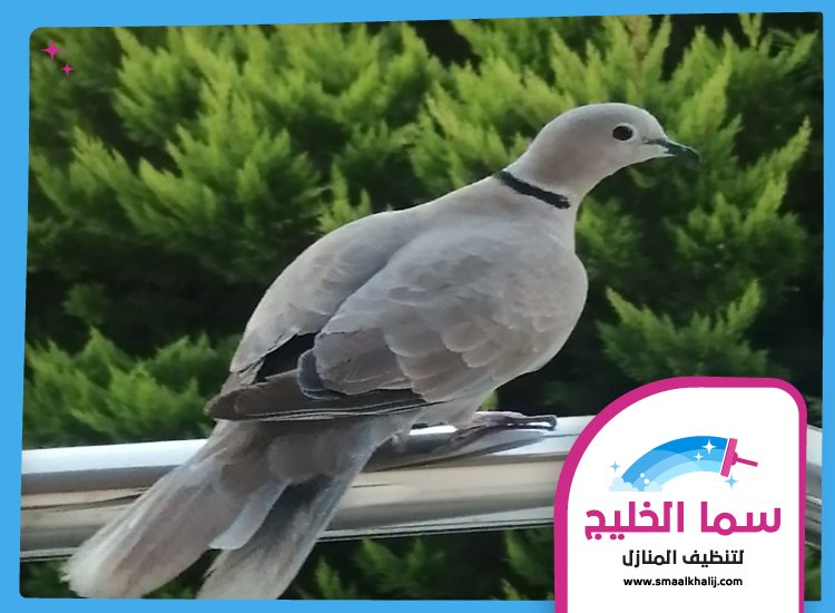 شركة مكافحة الحمام في دبي 4 شركة مكافحة الحمام في دبي