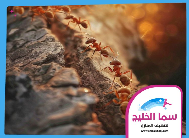 شركة مكافحة النمل الشارقة 2 شركة مكافحة النمل الشارقة