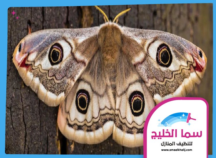 شركة مكافحة العثة عجمان 3 شركة مكافحة العثة عجمان