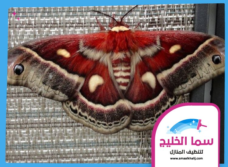 شركة مكافحة العثة عجمان 4 شركة مكافحة العثة عجمان