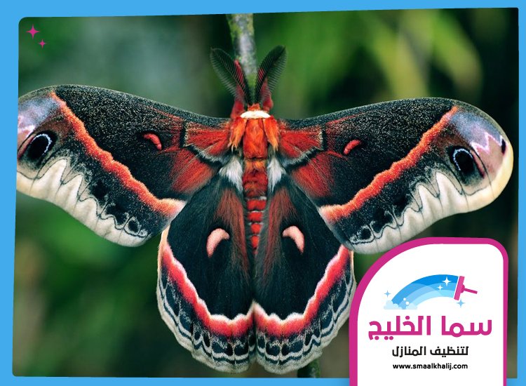 شركة مكافحة العثة عجمان 5 شركة مكافحة العثة عجمان