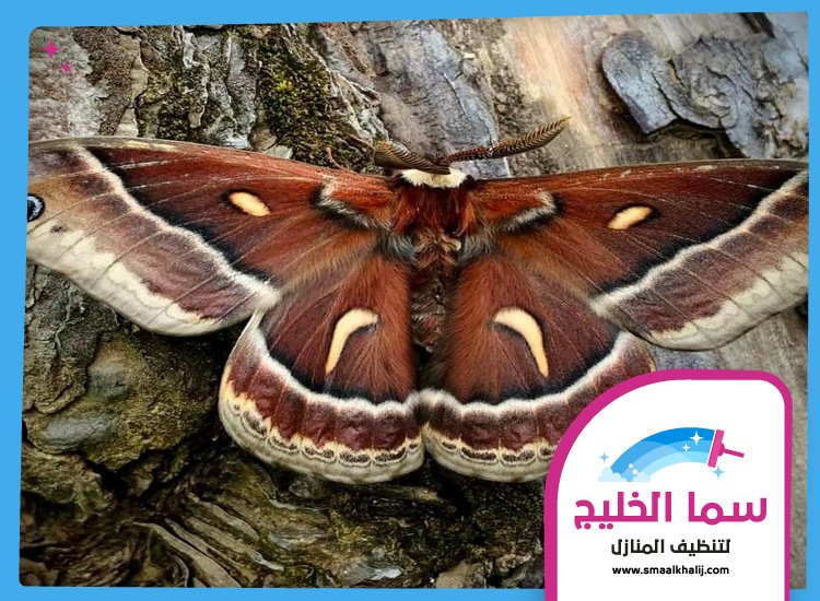 شركة مكافحة العثة الشارقة 5 شركة مكافحة العثة الشارقة