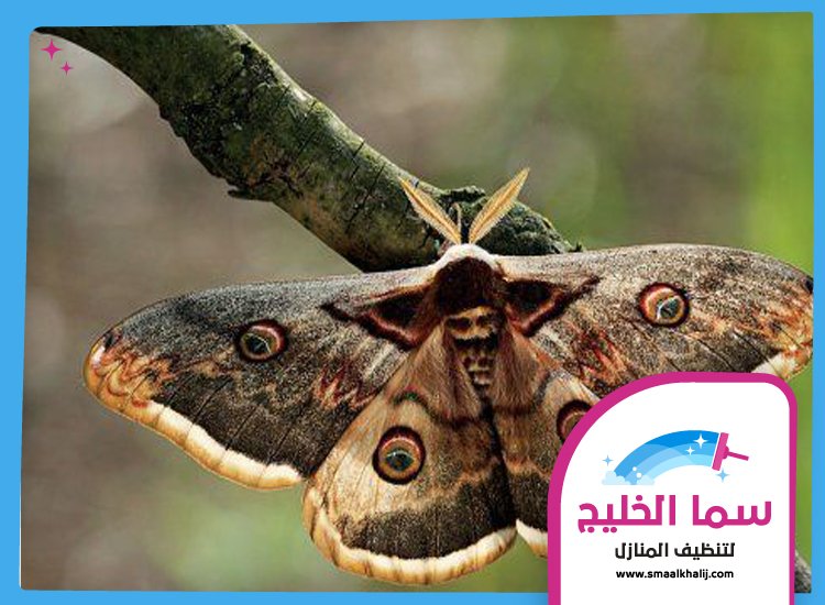 شركة مكافحة العثة الشارقة 4 شركة مكافحة العثة الشارقة