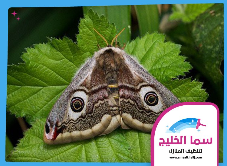 شركة مكافحة العثة الشارقة 3 شركة مكافحة العثة الشارقة