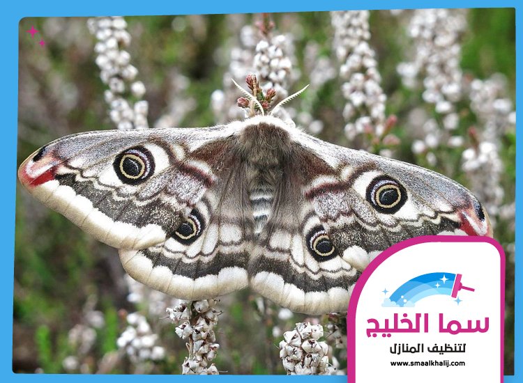 شركة مكافحة العثة راس الخيمة 3 شركة مكافحة العثة راس الخيمة