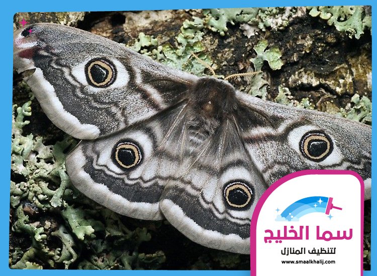 شركة مكافحة العثة راس الخيمة 4 شركة مكافحة العثة راس الخيمة