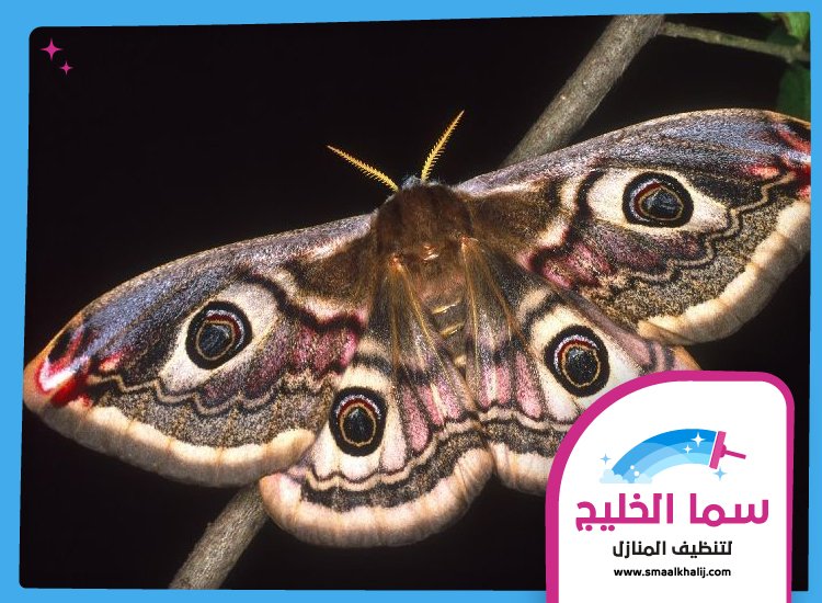 شركة مكافحة العثة راس الخيمة 5 شركة مكافحة العثة راس الخيمة