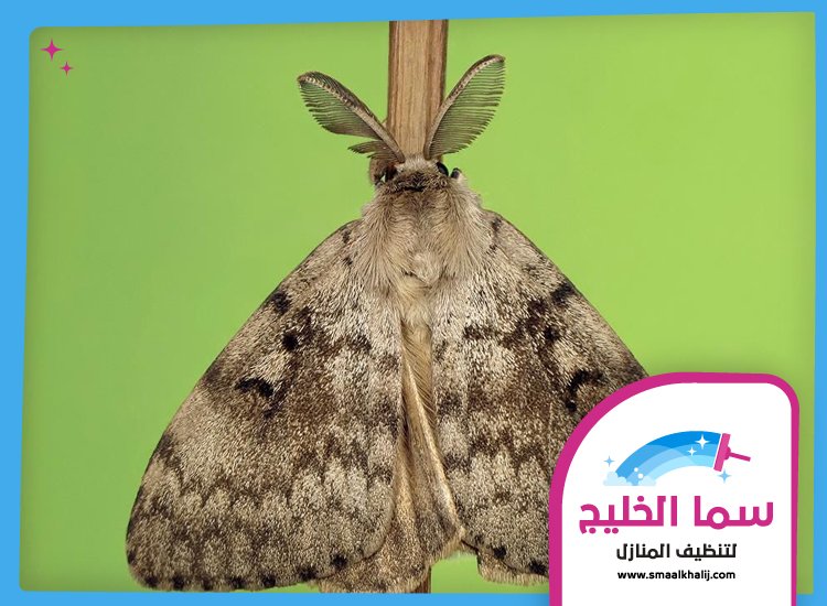 شركة مكافحة العثة ام القيوين 3 شركة مكافحة العثة ام القيوين