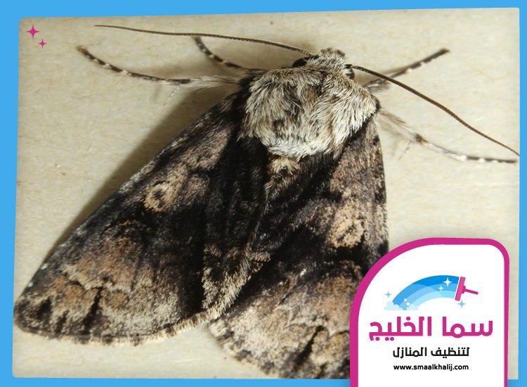 شركة مكافحة العثة ام القيوين 4 شركة مكافحة العثة ام القيوين