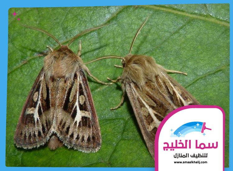 شركة مكافحة العثة ام القيوين 5 شركة مكافحة العثة ام القيوين