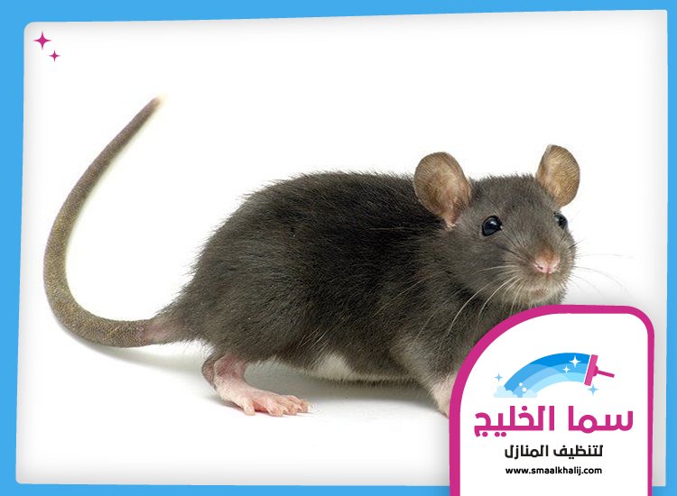 شركة مكافحة الفئران في راس الخيمة 5 شركة مكافحة الفئران في راس الخيمة