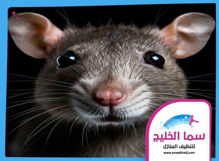 شركة مكافحة الفئران في راس الخيمة 4 شركة مكافحة الفئران في راس الخيمة