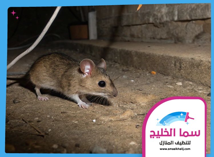 شركة مكافحة الفئران في راس الخيمة 3 شركة مكافحة الفئران في راس الخيمة