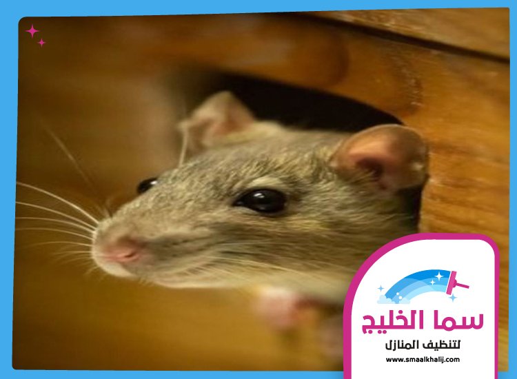 شركة مكافحة الفئران في راس الخيمة 2 شركة مكافحة الفئران في راس الخيمة