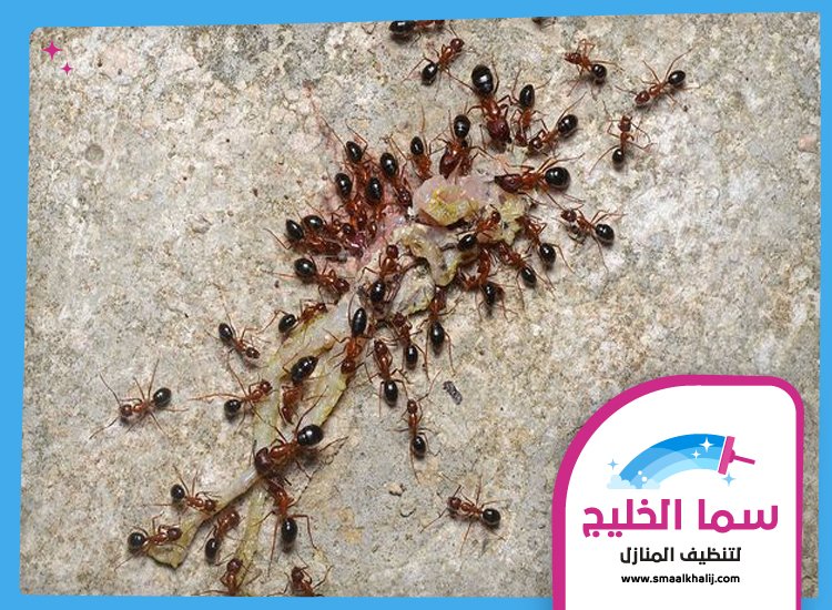شركة مكافحة النمل الفجيرة 5 شركة مكافحة النمل الفجيرة