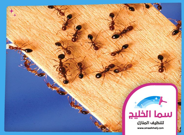 شركة مكافحة النمل الفجيرة 2 شركة مكافحة النمل الفجيرة
