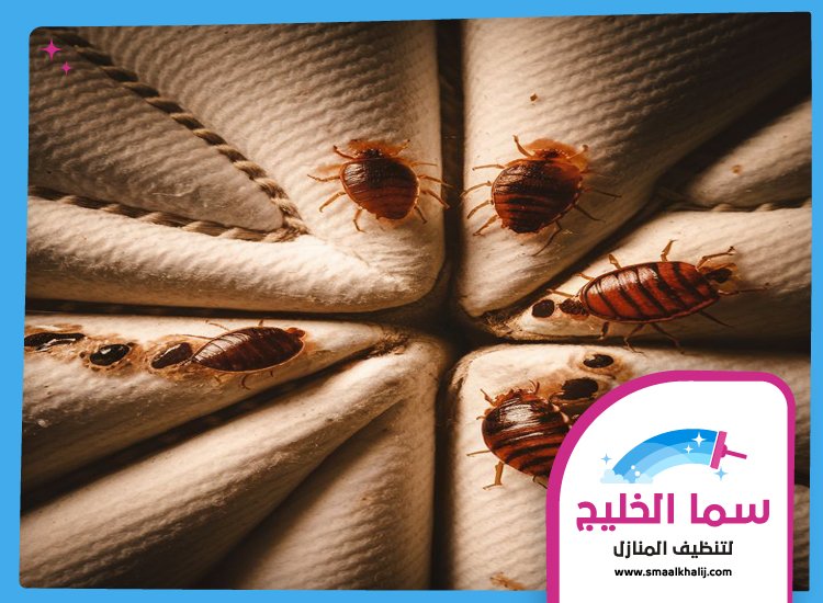 مكافحة بق الفراش في الشارقة 2 مكافحة بق الفراش في الشارقة