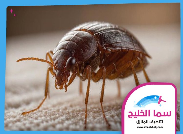 مكافحة بق الفراش في الشارقة 3 مكافحة بق الفراش في الشارقة