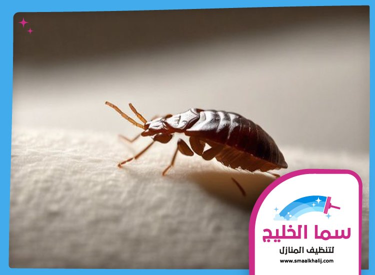 مكافحة بق الفراش في الشارقة 4 مكافحة بق الفراش في الشارقة