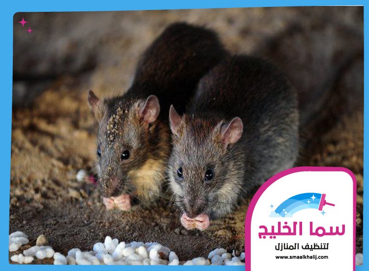 شركة مكافحة الفئران في الفجيرة 3 شركة مكافحة الفئران في الفجيرة