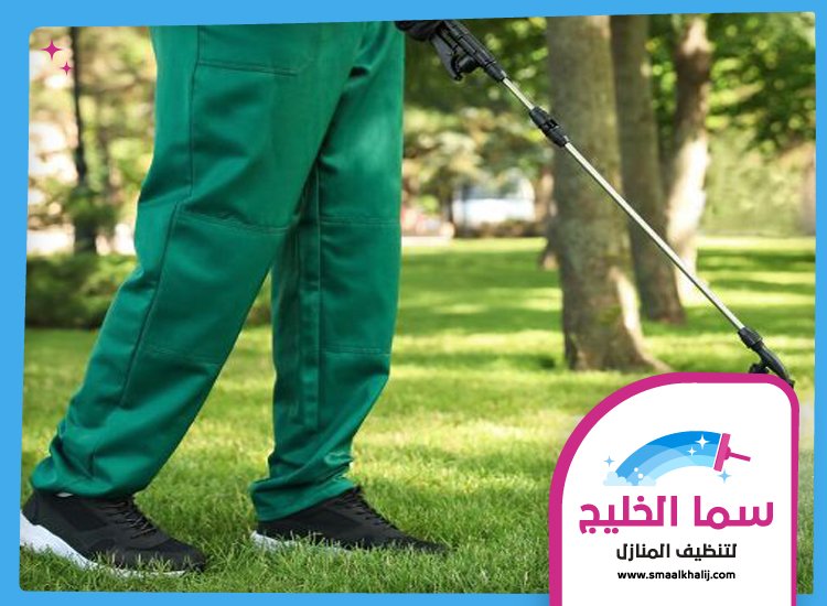 شركة مكافحة حشرات في البرشاء 4 شركة مكافحة حشرات في البرشاء