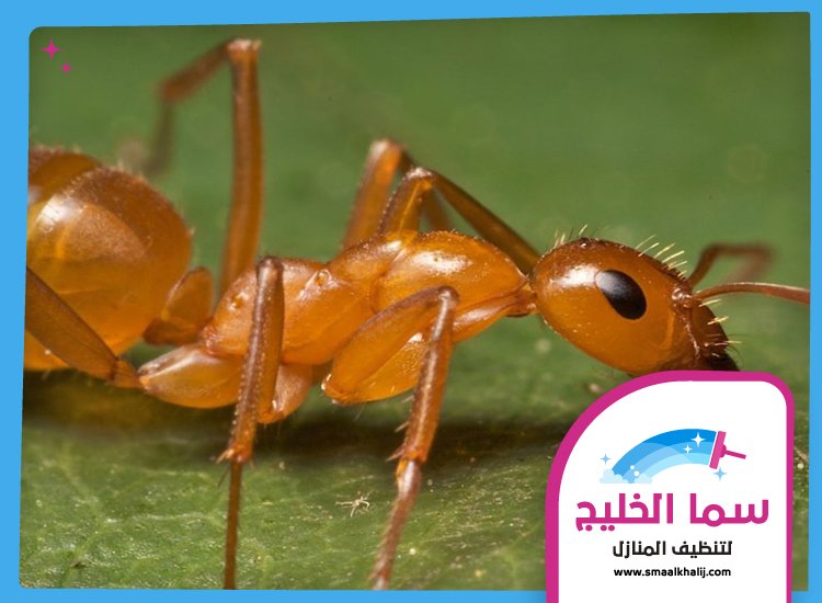 شركة مكافحة الرمة في مردف 3 شركة مكافحة الرمة في مردف