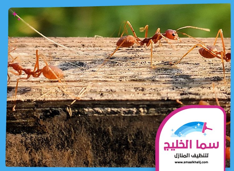 شركة مكافحة الرمة في مردف 4 شركة مكافحة الرمة في مردف