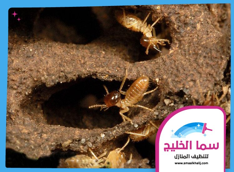 شركة مكافحة الرمة في مردف 5 شركة مكافحة الرمة في مردف