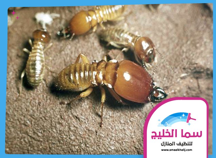 شركة مكافحة الرمة في ام سقيم 4 شركة مكافحة الرمة في ام سقيم