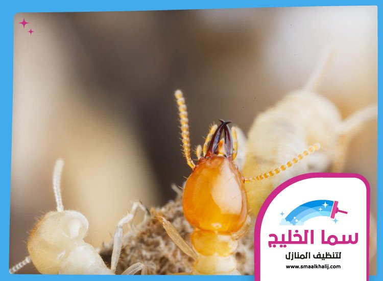 شركة مكافحة الرمة في ام سقيم 3 شركة مكافحة الرمة في ام سقيم