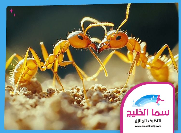 شركة مكافحة الرمة في زعبيل 4 شركة مكافحة الرمة في زعبيل