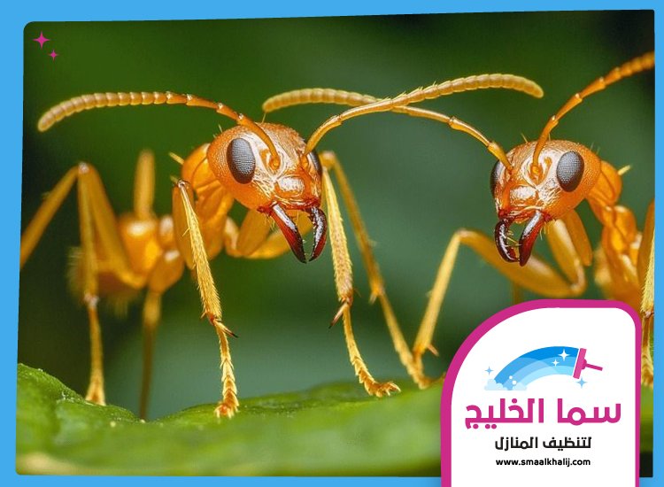 شركة مكافحة الرمة في زعبيل 5 شركة مكافحة الرمة في زعبيل