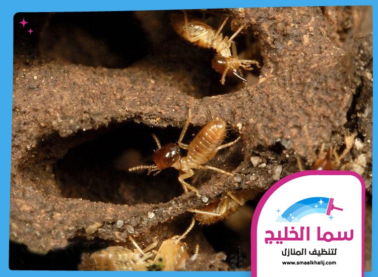 شركة مكافحة الرمة في البطين 3 شركة مكافحة الرمة في البطين