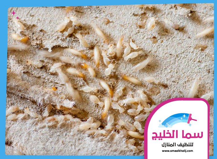 شركة مكافحة الرمة في البطين 4 شركة مكافحة الرمة في البطين