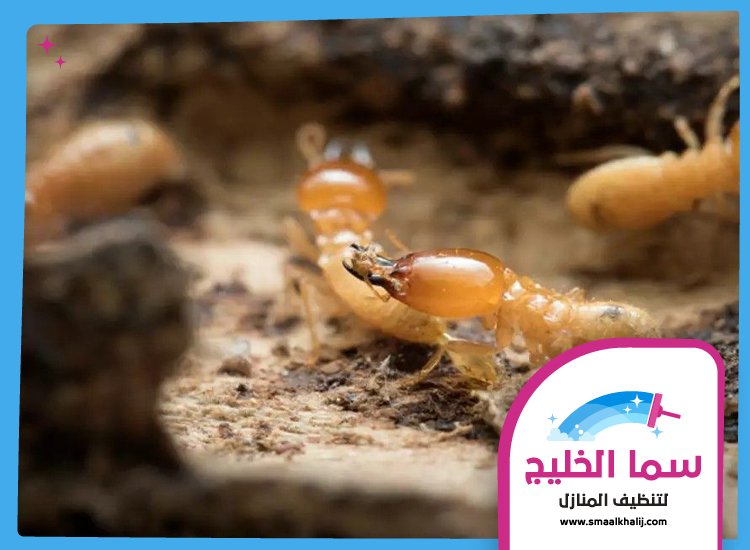شركة مكافحة الرمة في المزهر 3 شركة مكافحة الرمة في المزهر