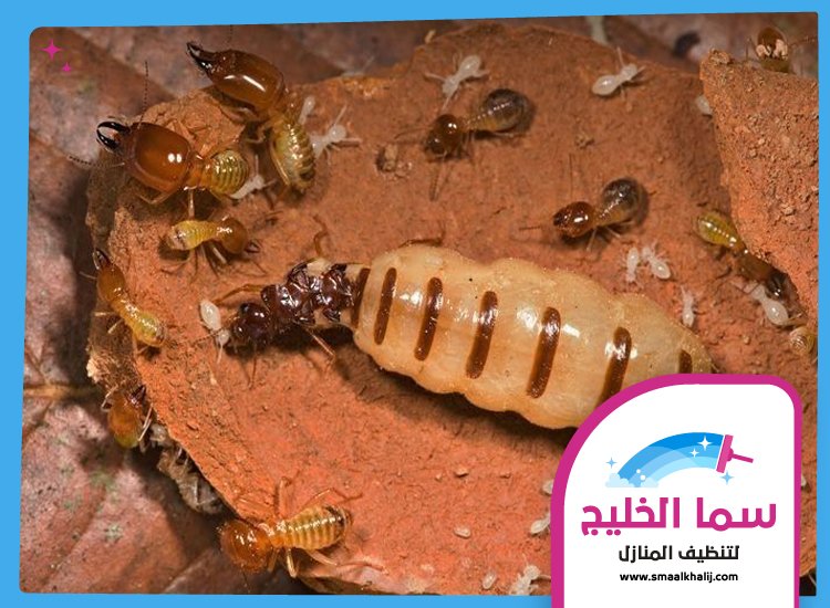 شركة مكافحة الرمة في المزهر 5 شركة مكافحة الرمة في المزهر