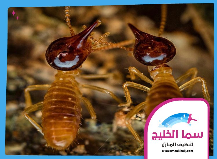 شركة مكافحة حشرات في ام سقيم