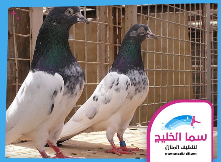 شركة مكافحة الحمام في الفجيرة 3 شركة مكافحة الحمام في الفجيرة