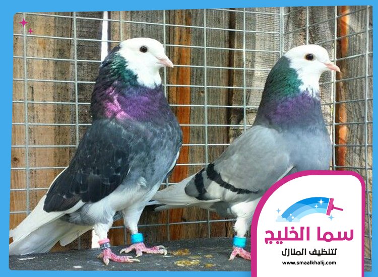 شركة مكافحة الحمام في الفجيرة 4 شركة مكافحة الحمام في الفجيرة