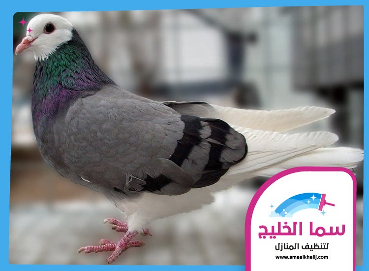 شركة مكافحة الحمام في الفجيرة 5 شركة مكافحة الحمام في الفجيرة