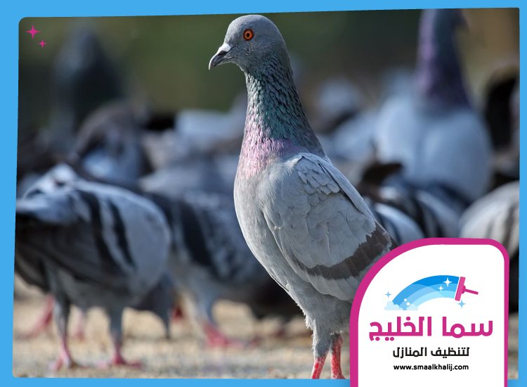 شركة مكافحة الحمام في عجمان 3 شركة مكافحة الحمام في عجمان