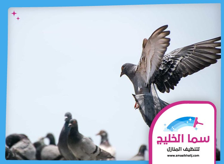 شركة مكافحة الحمام في عجمان 4 شركة مكافحة الحمام في عجمان