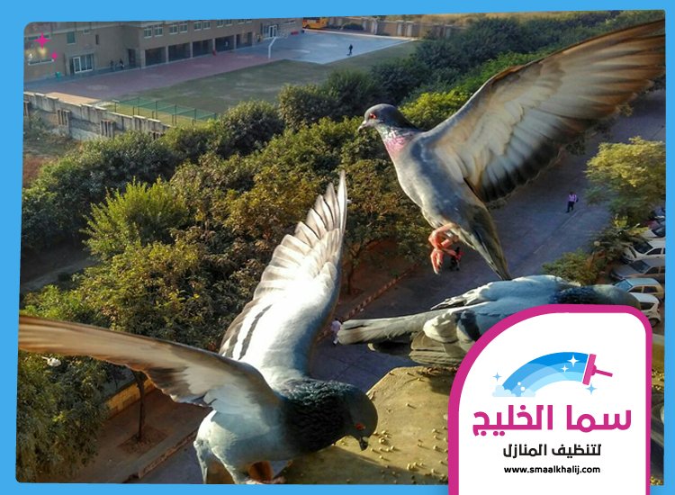 شركة مكافحة الحمام في عجمان 5 شركة مكافحة الحمام في عجمان