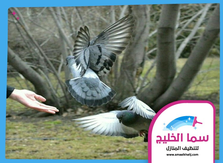 شركة مكافحة الحمام في ام القيوين 5 شركة مكافحة الحمام في ام القيوين