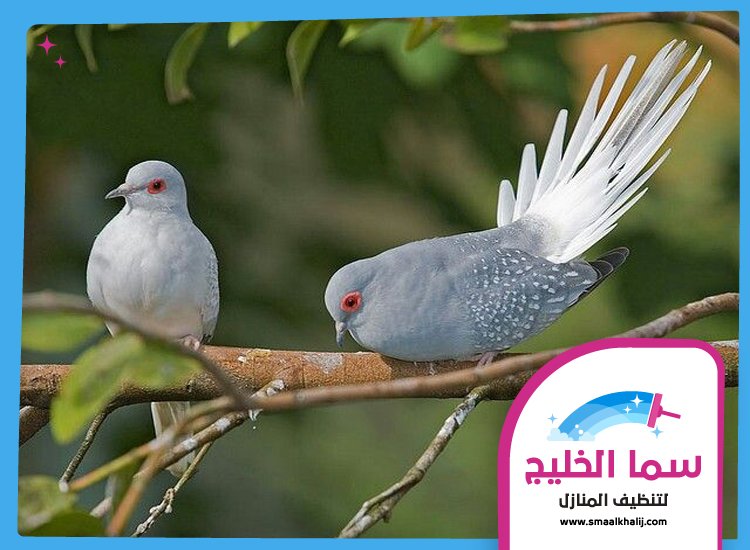 شركة مكافحة الحمام في ام القيوين 4 شركة مكافحة الحمام في ام القيوين