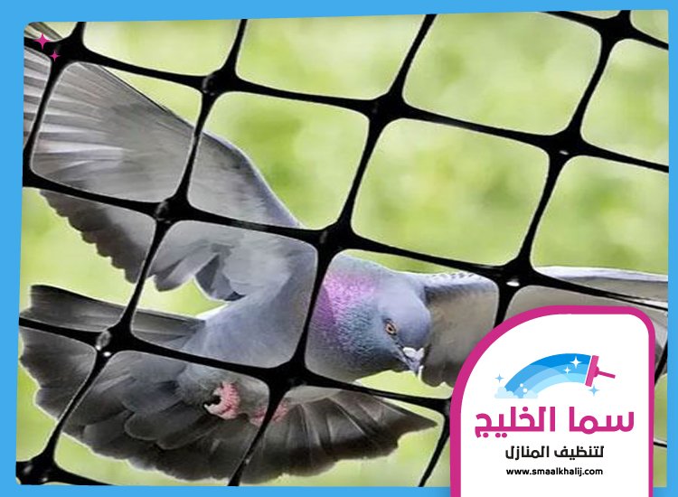 شركة مكافحة الحمام في ام القيوين 3 شركة مكافحة الحمام في ام القيوين