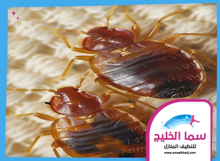 مكافحة بق الفراش في ام القيوين 5 مكافحة بق الفراش في ام القيوين