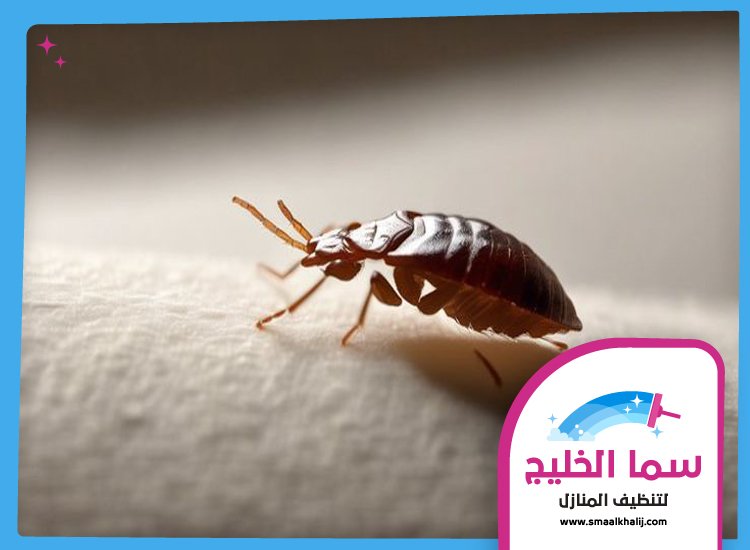 مكافحة بق الفراش في ام القيوين