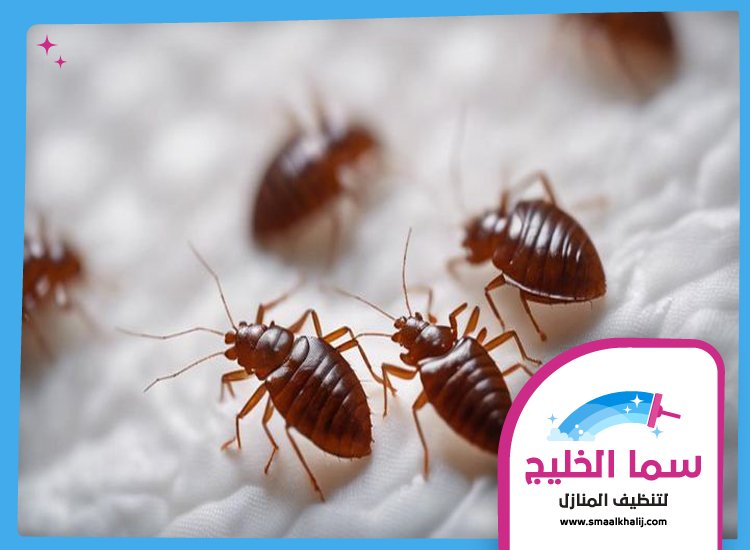 شركة مكافحة حشرات في ام سقيم