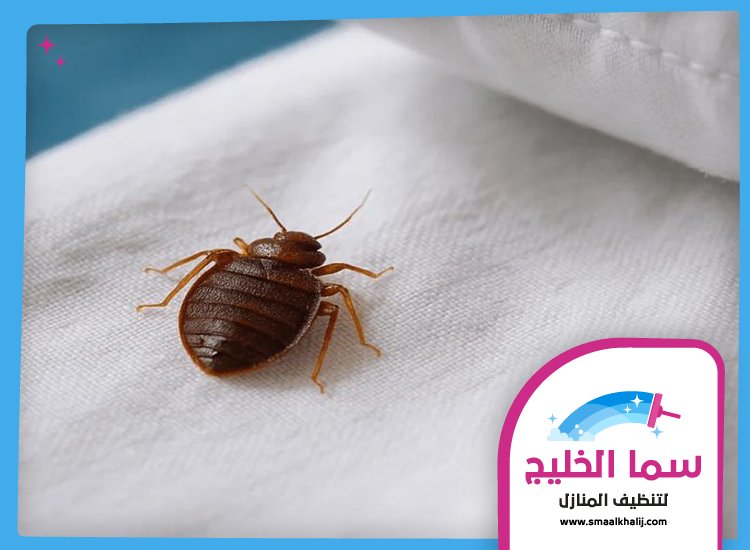 مكافحة بق الفراش في راس الخيمة 3 مكافحة بق الفراش في راس الخيمة